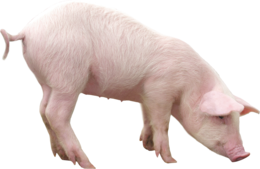 animals & Pig free transparent png image.