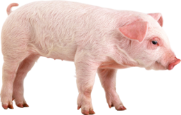 animals & Pig free transparent png image.