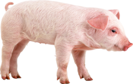 animals & pig free transparent png image.