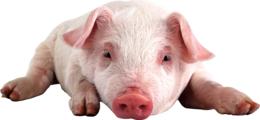 animals & Pig free transparent png image.