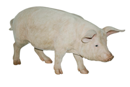 animals & Pig free transparent png image.