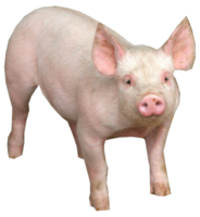 animals & Pig free transparent png image.