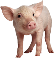 animals & Pig free transparent png image.