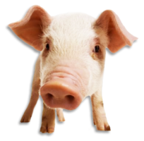 animals & Pig free transparent png image.