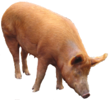 animals & pig free transparent png image.