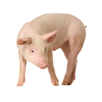 animals & pig free transparent png image.