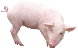 animals & Pig free transparent png image.