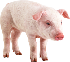 animals & pig free transparent png image.