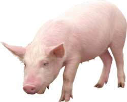 animals & pig free transparent png image.