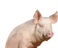 animals & Pig free transparent png image.