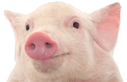 animals & pig free transparent png image.