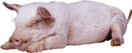 animals & Pig free transparent png image.