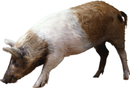 animals & Pig free transparent png image.