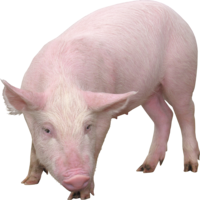 animals & Pig free transparent png image.