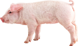 animals & Pig free transparent png image.