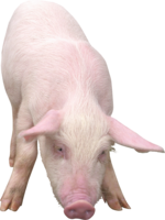 animals & Pig free transparent png image.