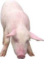 animals & pig free transparent png image.