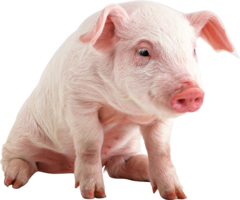 animals & Pig free transparent png image.