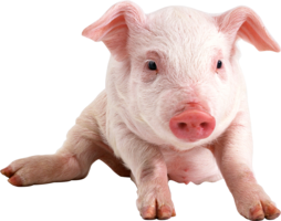 animals & Pig free transparent png image.