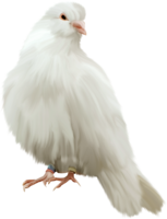 animals & Pigeon free transparent png image.