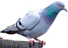 animals & pigeon free transparent png image.