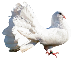 animals & Pigeon free transparent png image.