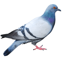 animals & Pigeon free transparent png image.
