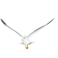 animals & Pigeon free transparent png image.