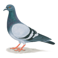 animals & Pigeon free transparent png image.