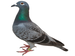 animals & Pigeon free transparent png image.