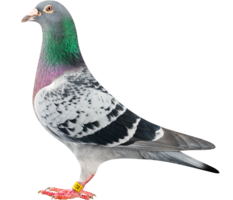 animals & Pigeon free transparent png image.