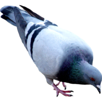 animals & Pigeon free transparent png image.