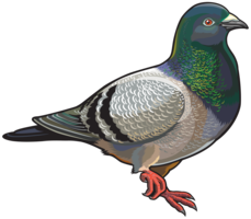 animals & Pigeon free transparent png image.