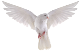 animals & pigeon free transparent png image.