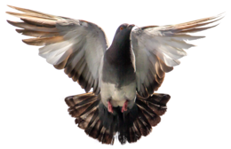 animals & Pigeon free transparent png image.