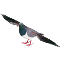 animals & Pigeon free transparent png image.