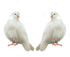 animals & Pigeon free transparent png image.