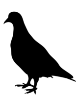 animals & Pigeon free transparent png image.