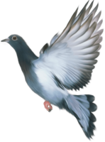 animals & pigeon free transparent png image.