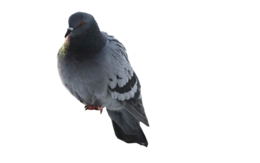 animals & pigeon free transparent png image.