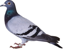 animals & pigeon free transparent png image.