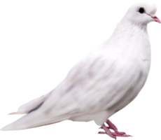 animals & Pigeon free transparent png image.