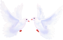 animals & pigeon free transparent png image.