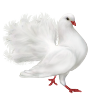 animals & Pigeon free transparent png image.