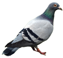 animals & Pigeon free transparent png image.