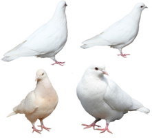 animals & Pigeon free transparent png image.