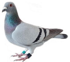 Pigeon&animals png image