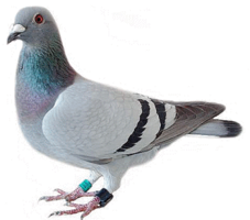 animals & Pigeon free transparent png image.