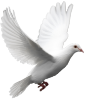 animals & pigeon free transparent png image.