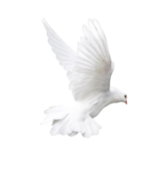 animals & Pigeon free transparent png image.